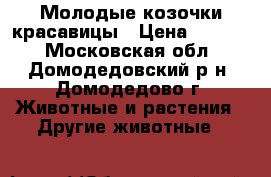  Молодые козочки красавицы › Цена ­ 2 000 - Московская обл., Домодедовский р-н, Домодедово г. Животные и растения » Другие животные   